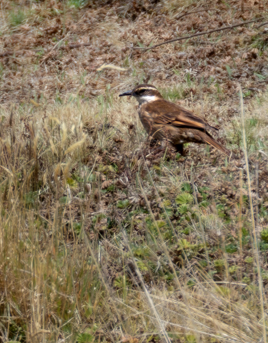 Stout-billed Cinclodes - ML638658071