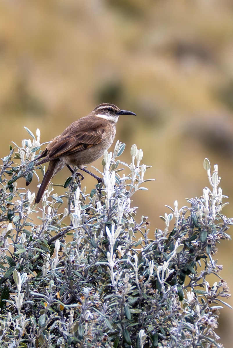 Stout-billed Cinclodes - ML638658072