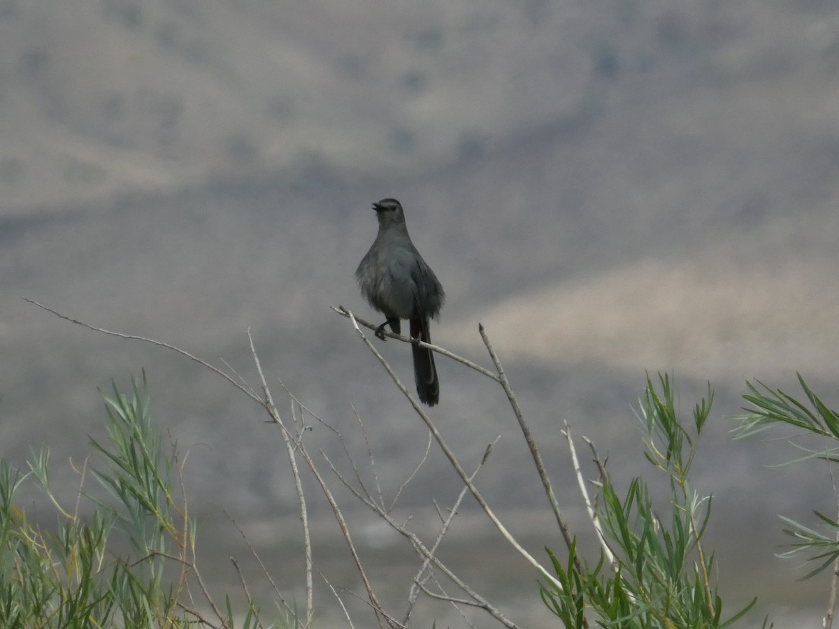Gray Catbird - ML638658088