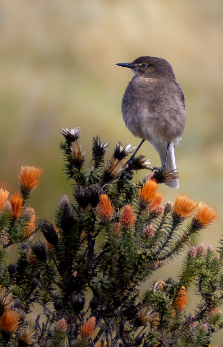 Black-billed Shrike-Tyrant - ML638658091