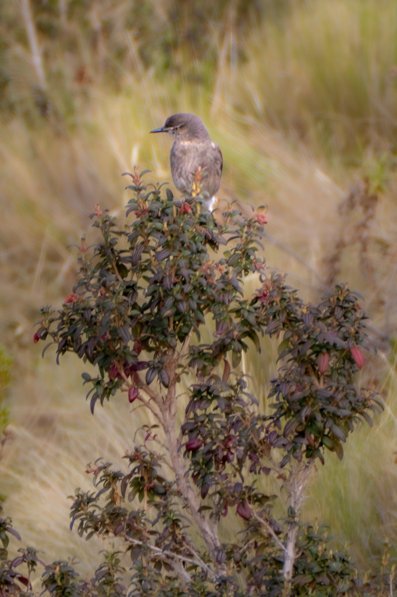 Black-billed Shrike-Tyrant - ML638658094