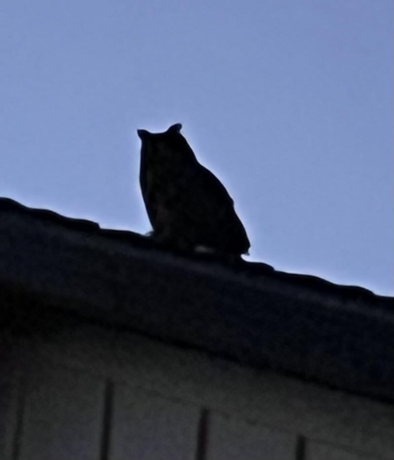 Great Horned Owl - ML638658095