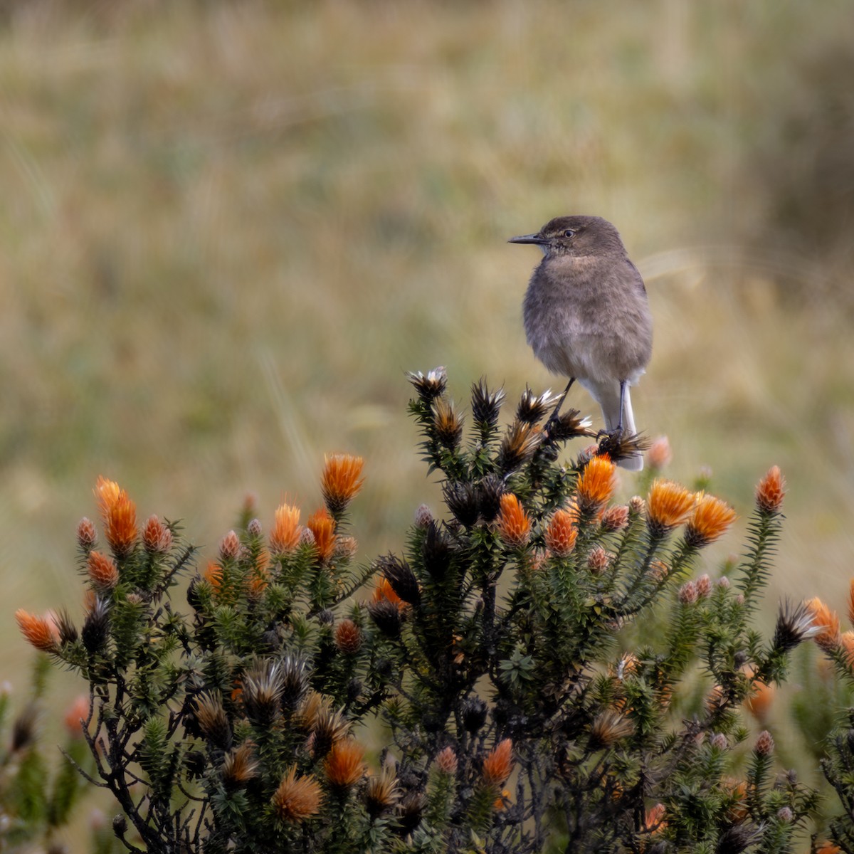 Black-billed Shrike-Tyrant - ML638658103