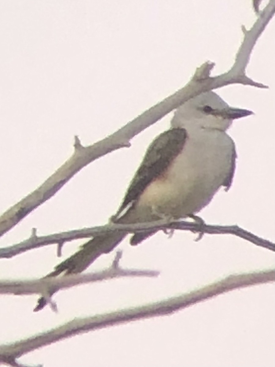Scissor-tailed Flycatcher - ML638658104
