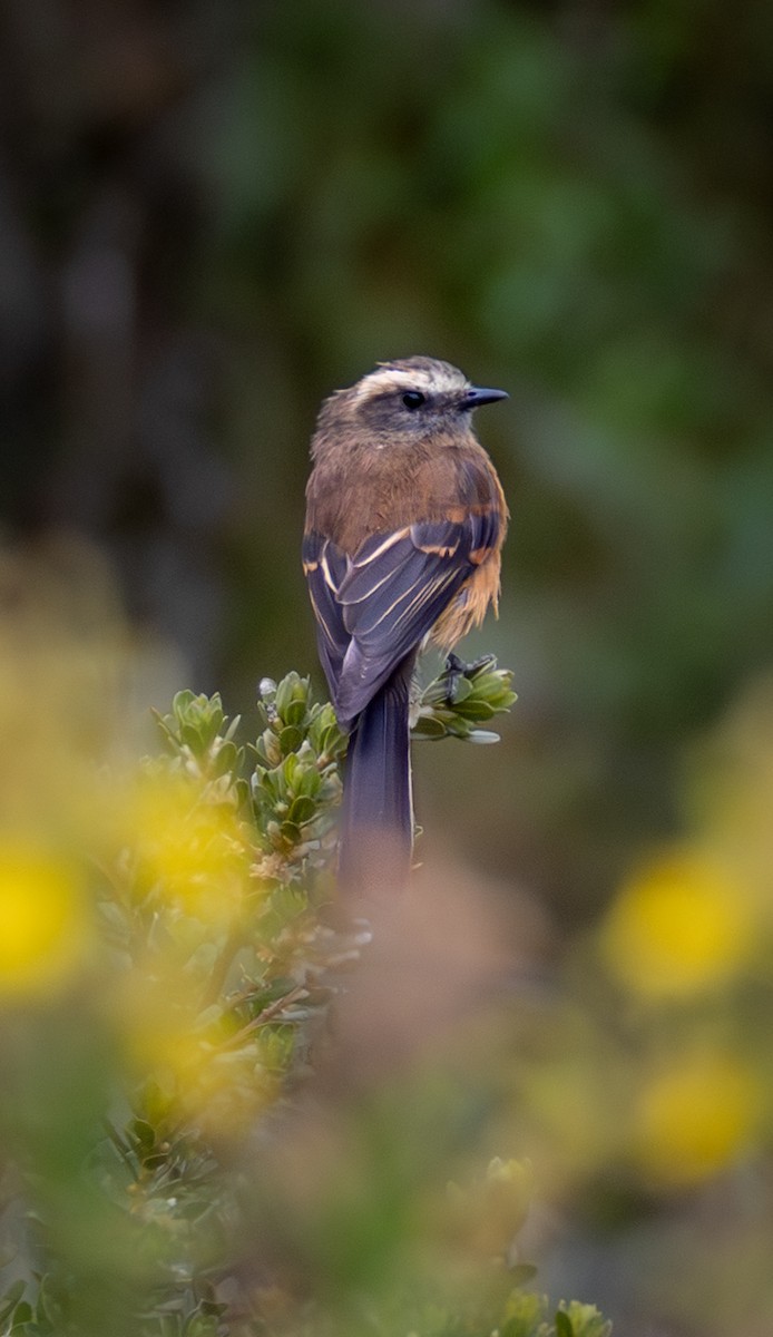 Brown-backed Chat-Tyrant - ML638658110