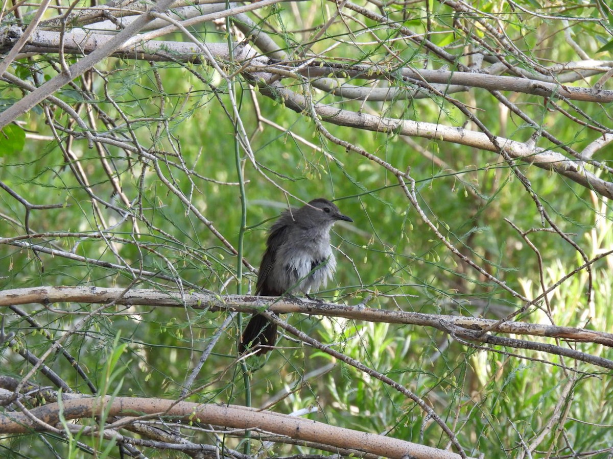Gray Catbird - ML638658117