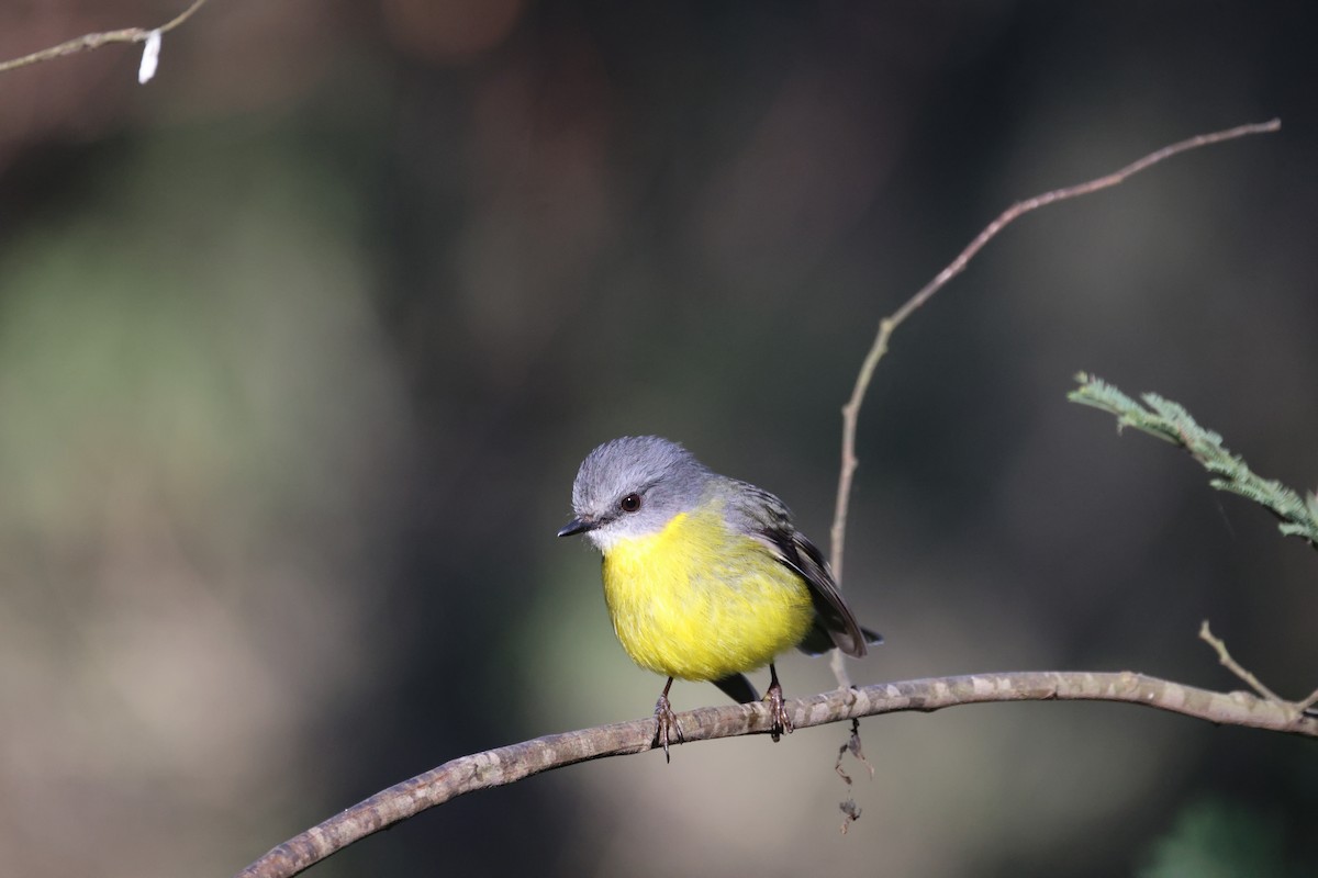 Eastern Yellow Robin - ML638658130