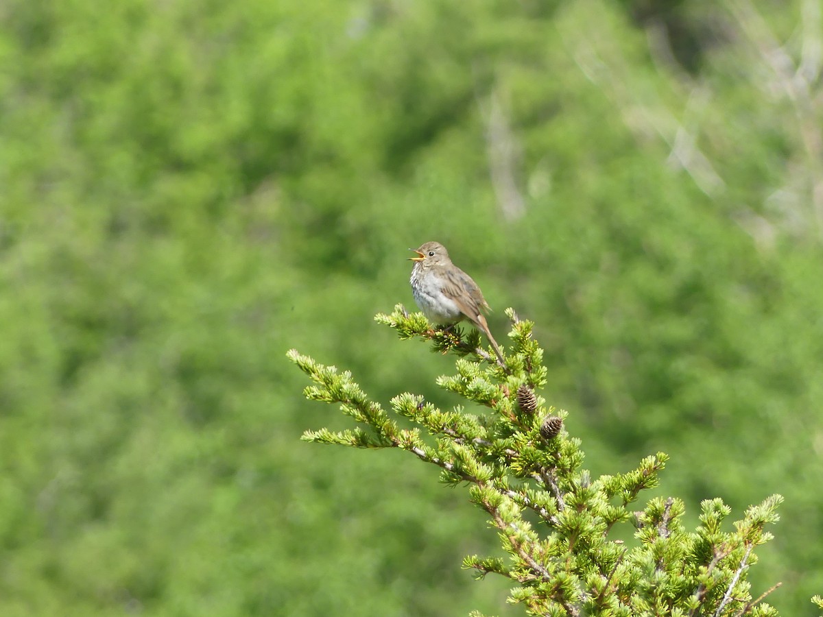 Hermit Thrush - ML638658131