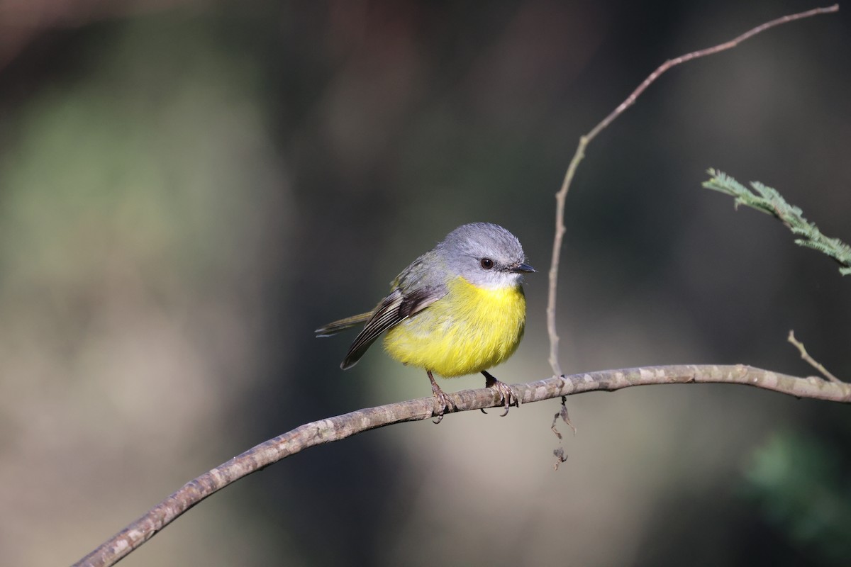 Eastern Yellow Robin - ML638658134