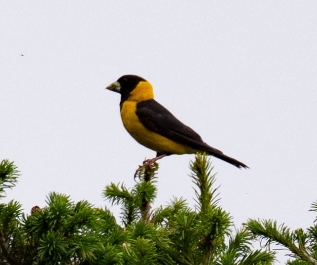 Black-and-yellow Grosbeak - ML638658140