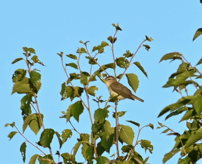 Rotaugenvireo - ML638658141