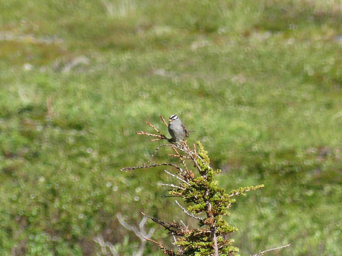 White-crowned Sparrow - ML638658144
