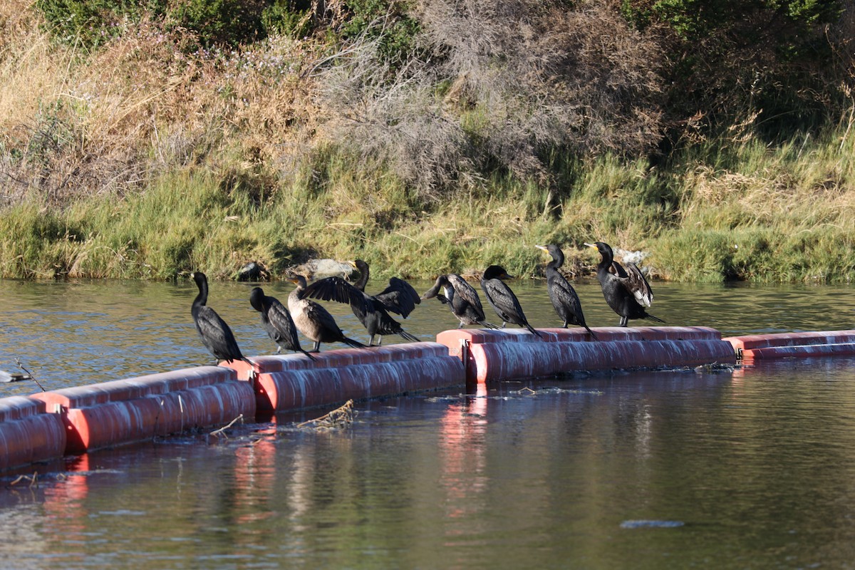 Double-crested Cormorant - ML638658151