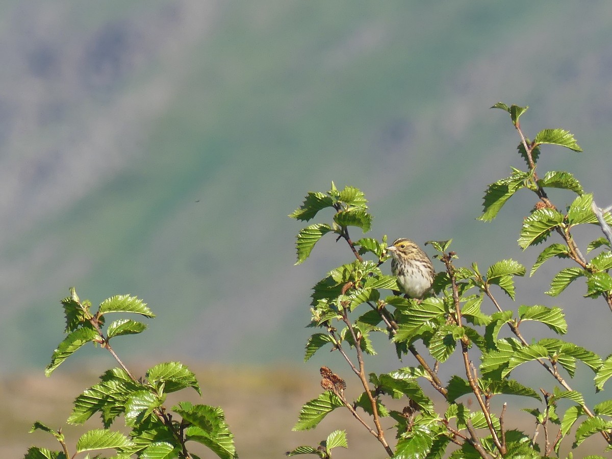Savannah Sparrow - ML638658154