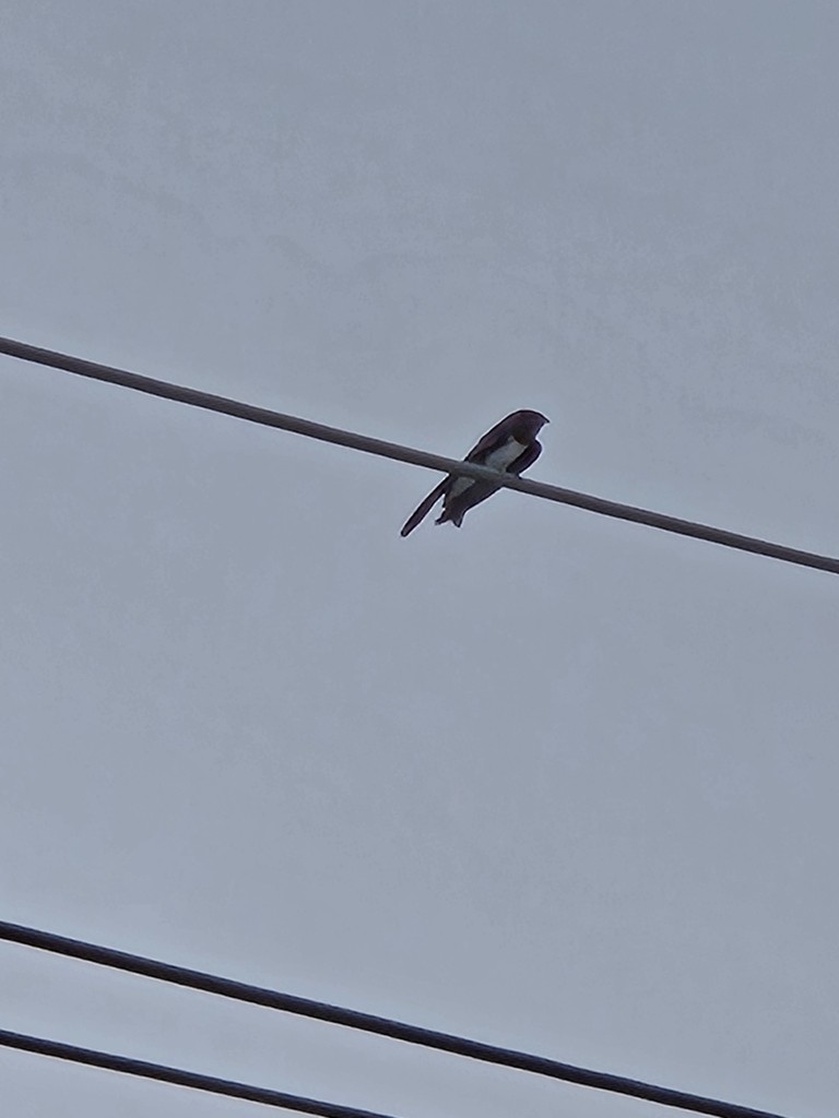 Caribbean Martin - ML638658156