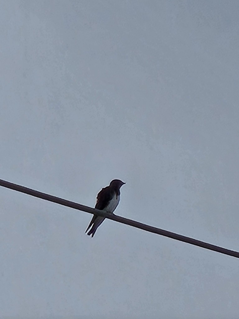 Caribbean Martin - ML638658157