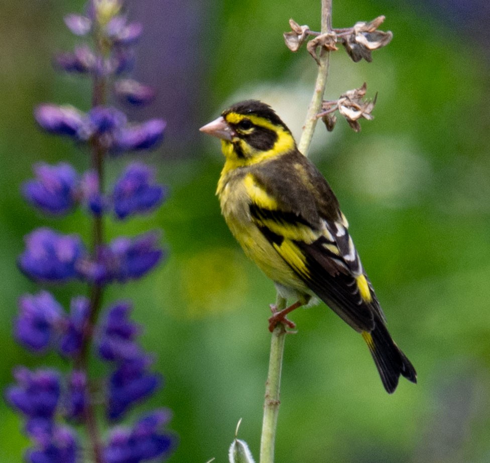Yellow-breasted Greenfinch - ML638658169