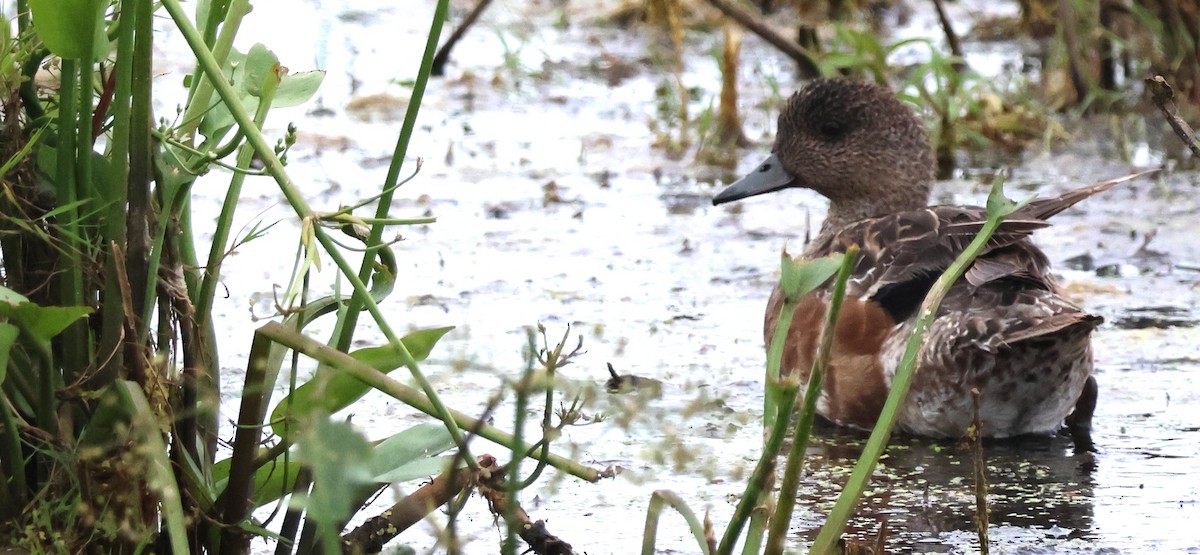 Canard d'Amérique - ML638658171