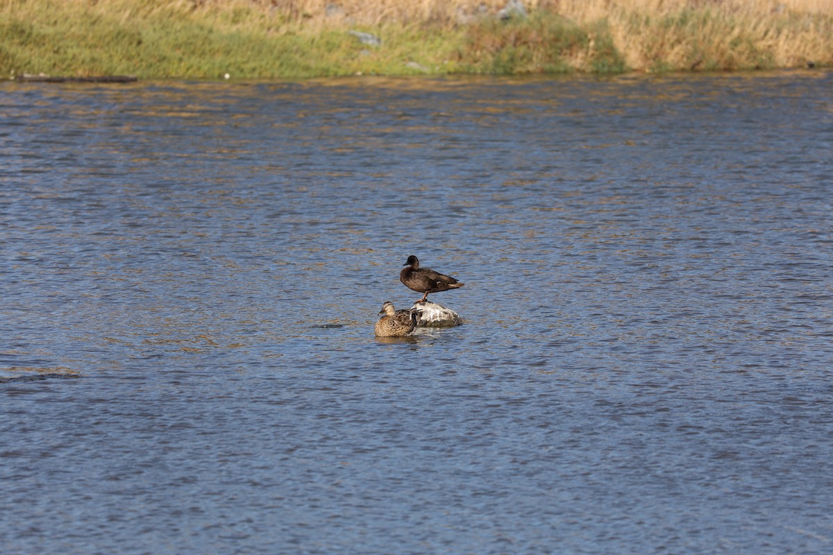 Mallard - ML638658174