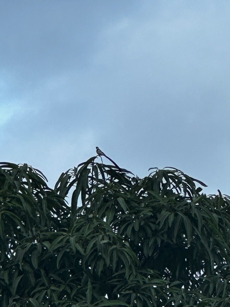 Pin-tailed Whydah - ML638658178