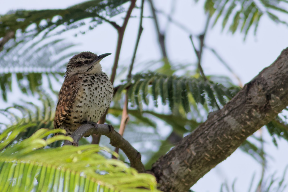 Boucard's Wren - ML638658193