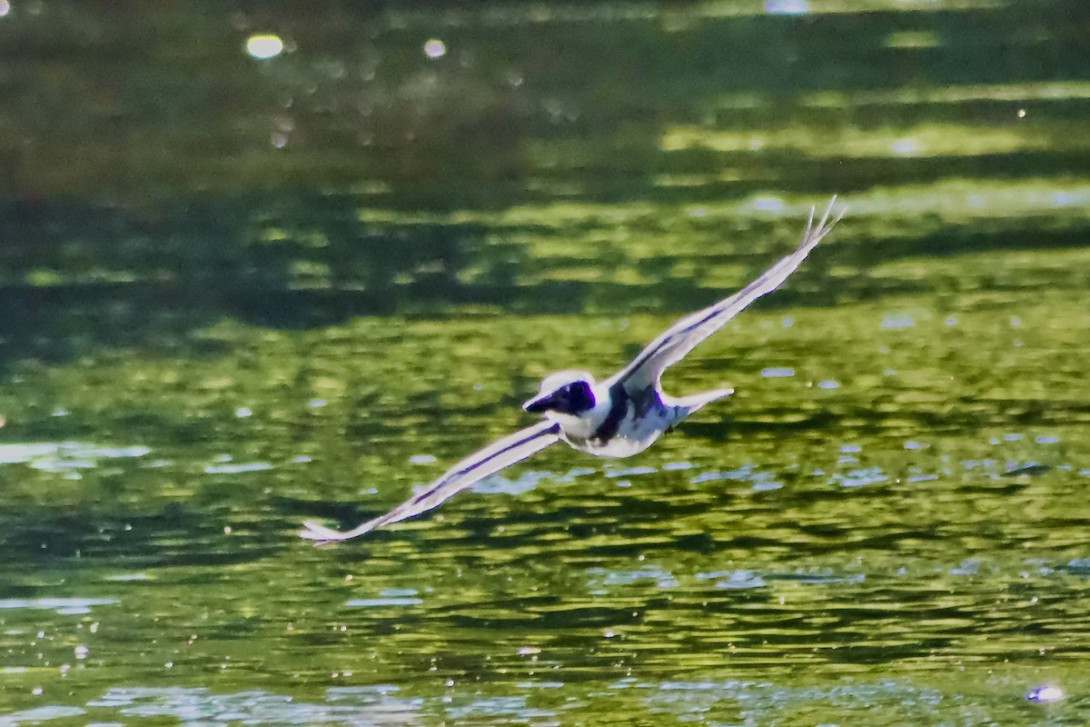 Belted Kingfisher - ML638658222