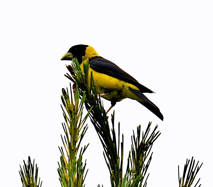 Black-and-yellow Grosbeak - ML638658227