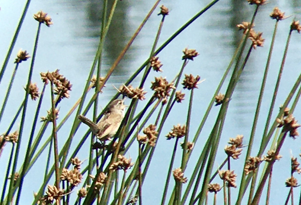 Marsh Wren - ML638658265