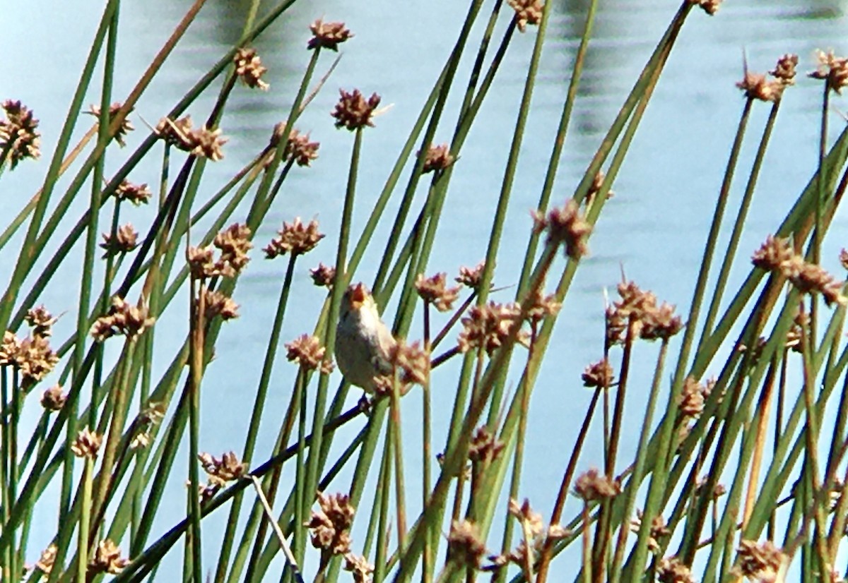 Marsh Wren - ML638658267