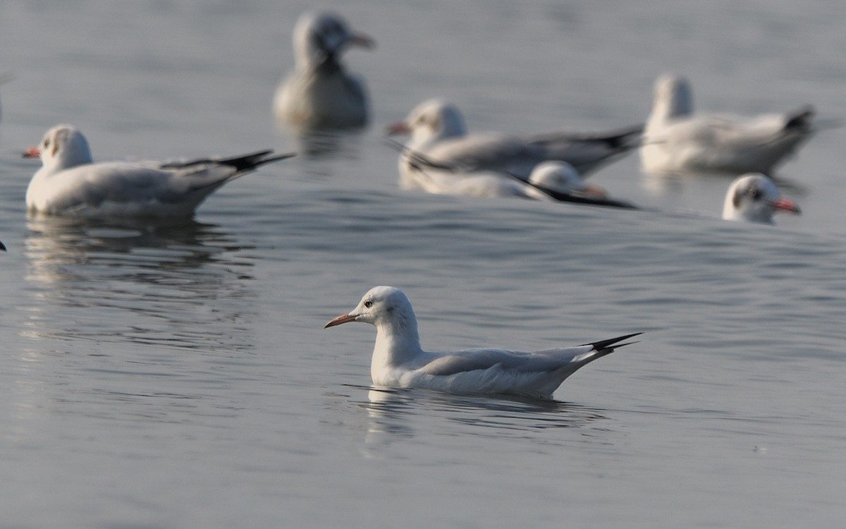 Slender-billed Gull - ML638658277