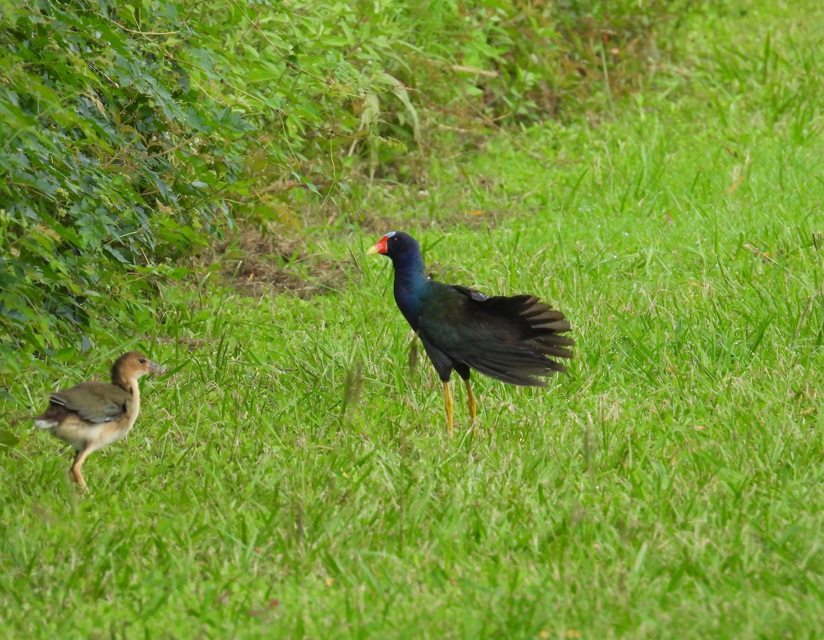 Purple Gallinule - ML638658296