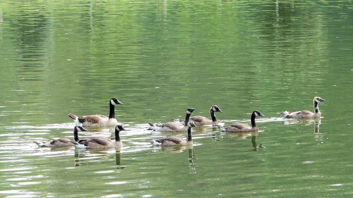 Canada Goose - ML638658326