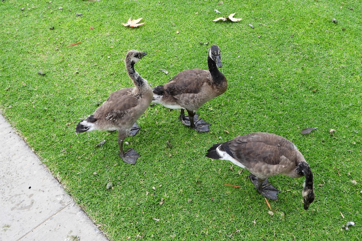 Canada Goose - ML638658327