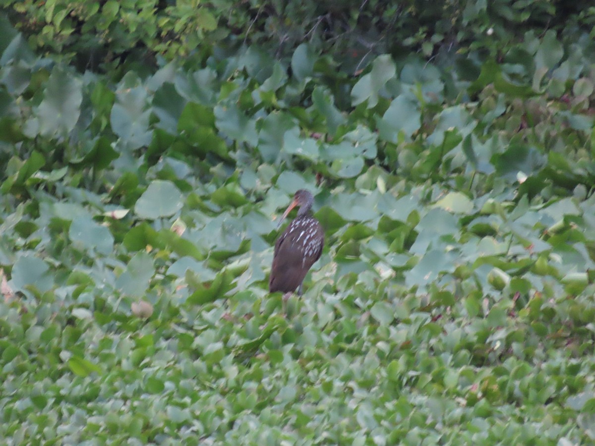 Limpkin - ML638658330