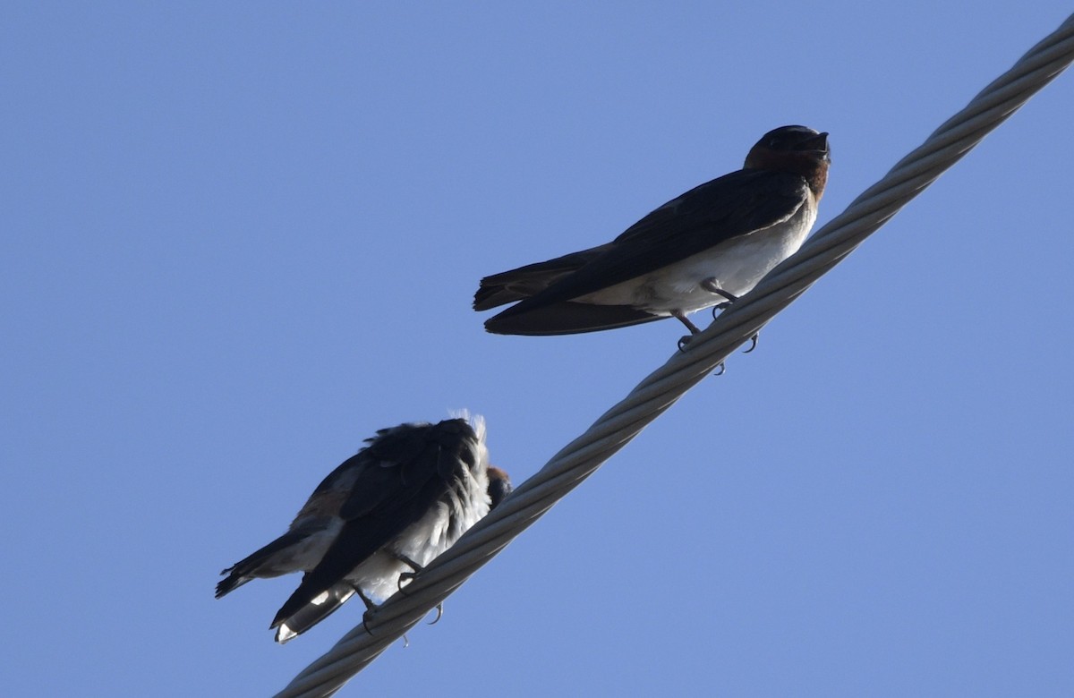 Cliff Swallow - ML638658336