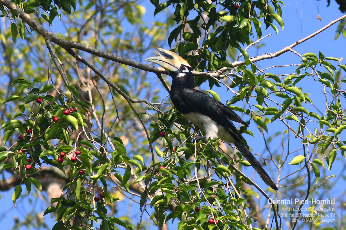 Cálao Cariblanco - ML638658343
