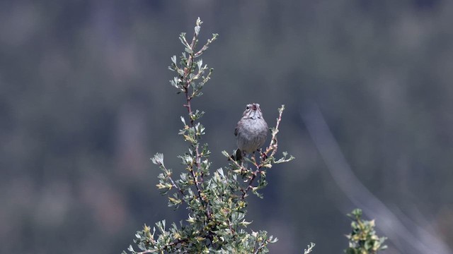 Brewer's Sparrow - ML638658346