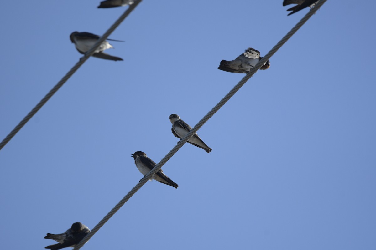 Cliff Swallow - ML638658348
