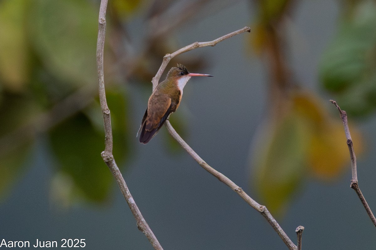 Green-fronted Hummingbird (Cinnamon-sided) - ML638658370