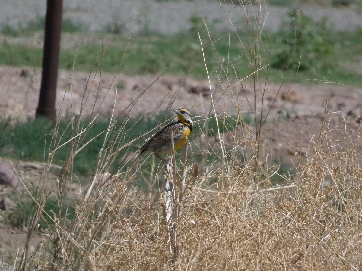 Chihuahuan Meadowlark - ML638658394