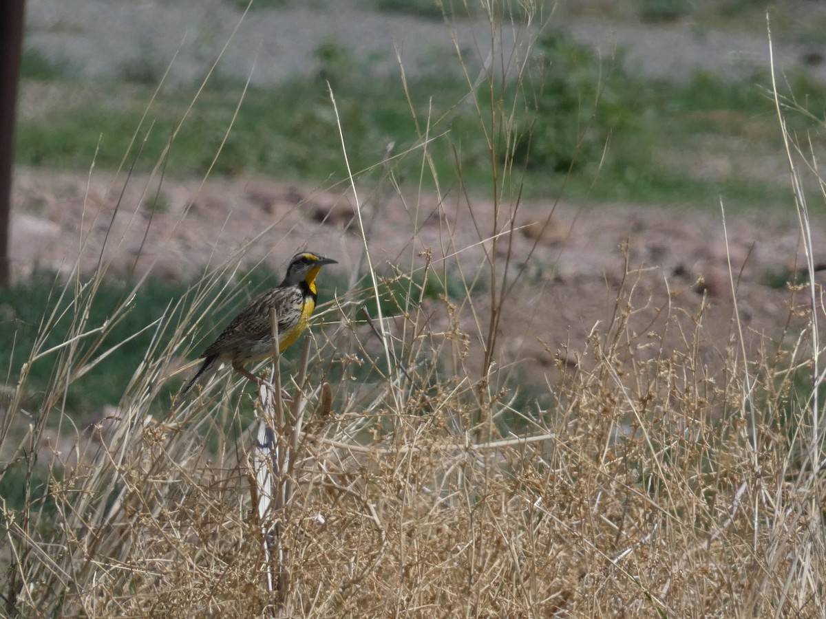 Chihuahuan Meadowlark - ML638658395