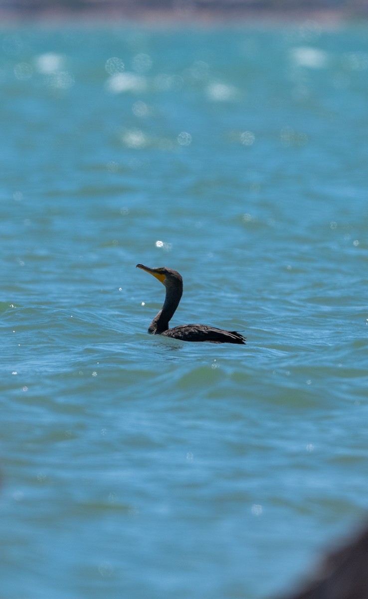 Double-crested Cormorant - ML638658398