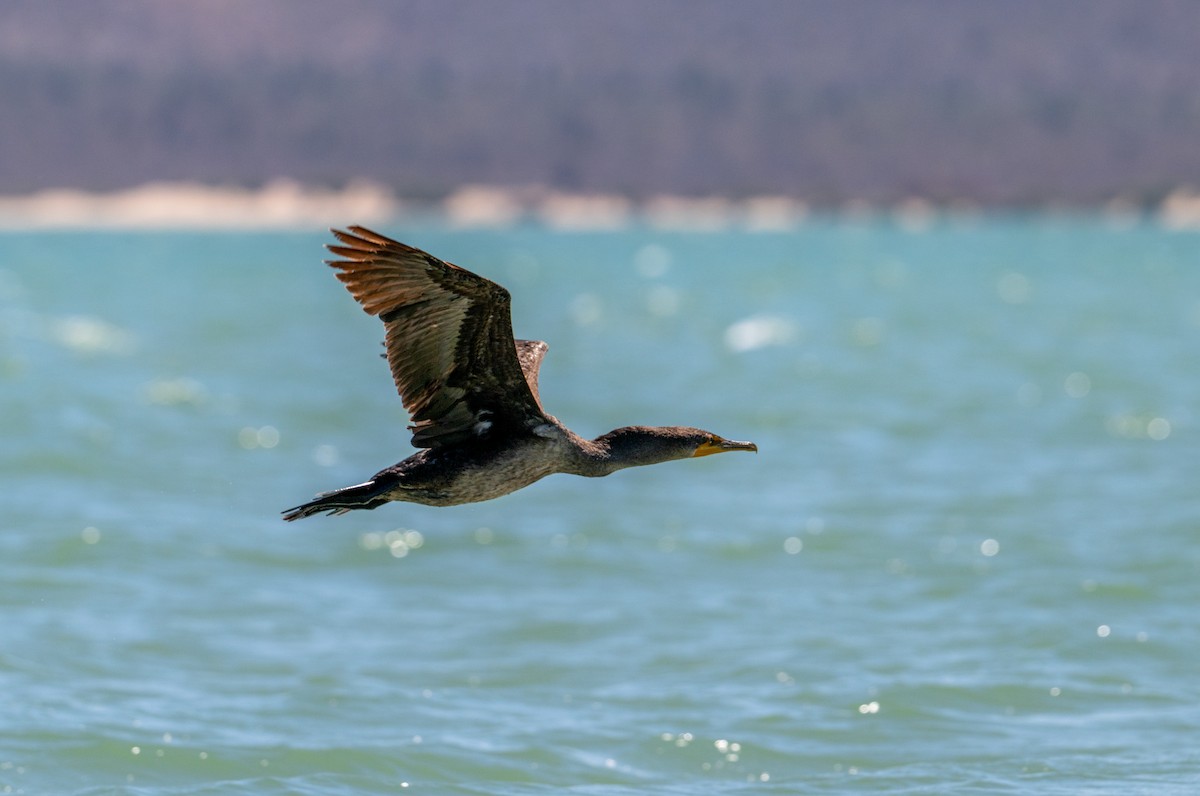 Double-crested Cormorant - ML638658400