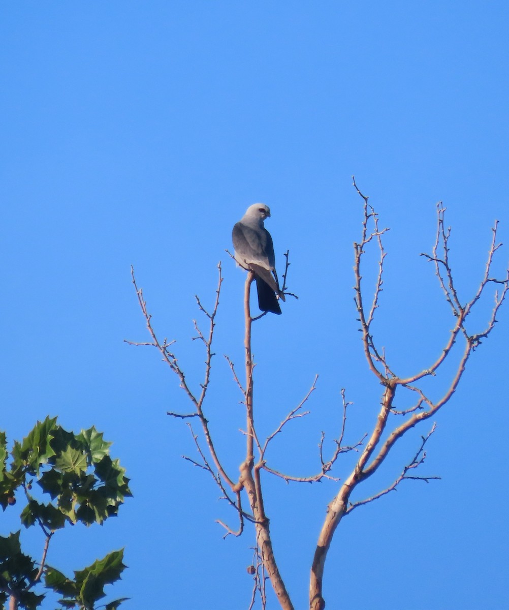 Mississippi Kite - ML638658405