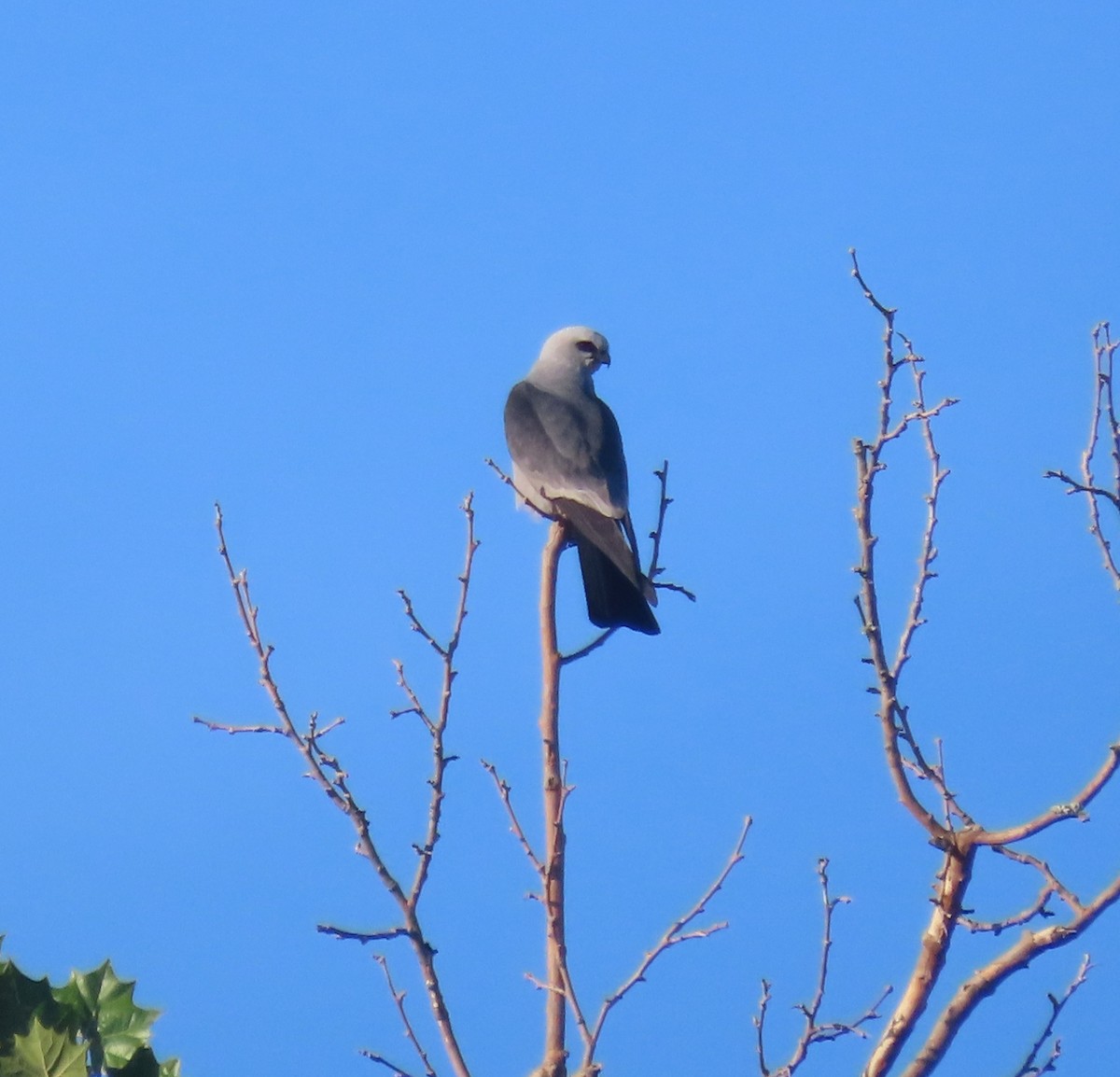 Mississippi Kite - ML638658406
