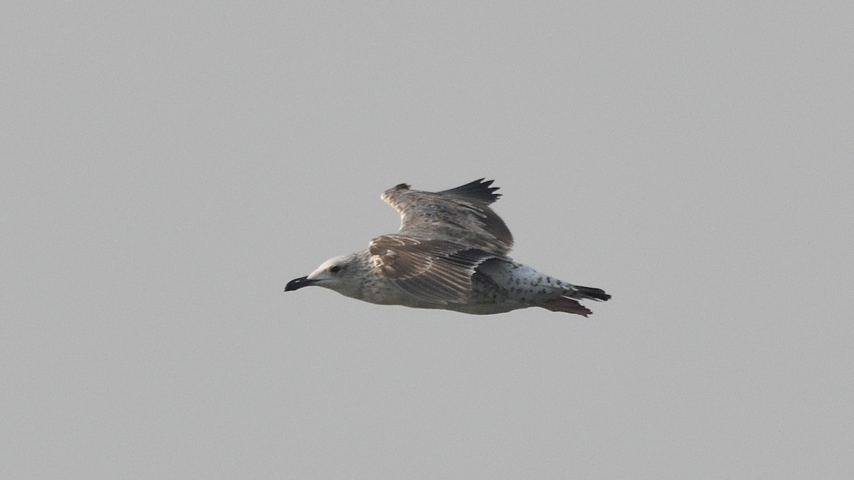 Lesser Black-backed Gull - ML638658415