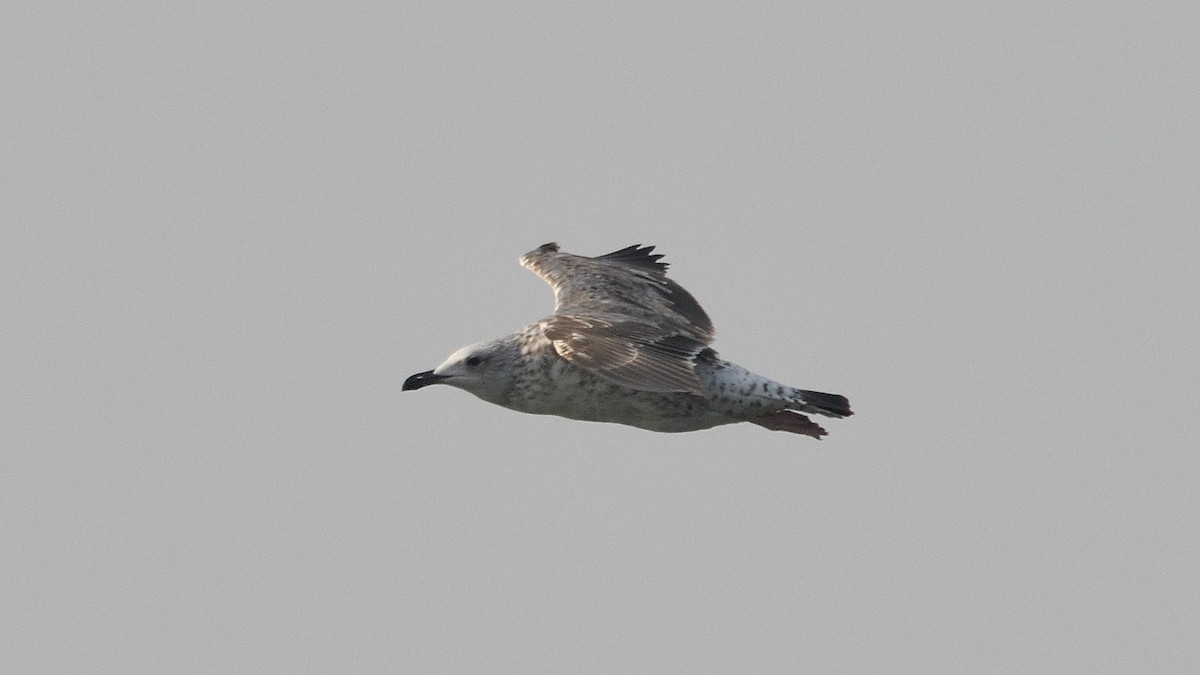 Lesser Black-backed Gull - ML638658416