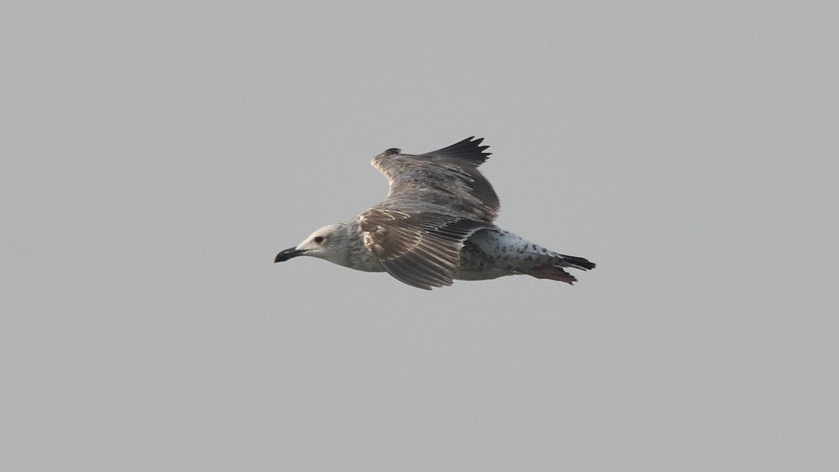 Lesser Black-backed Gull - ML638658417