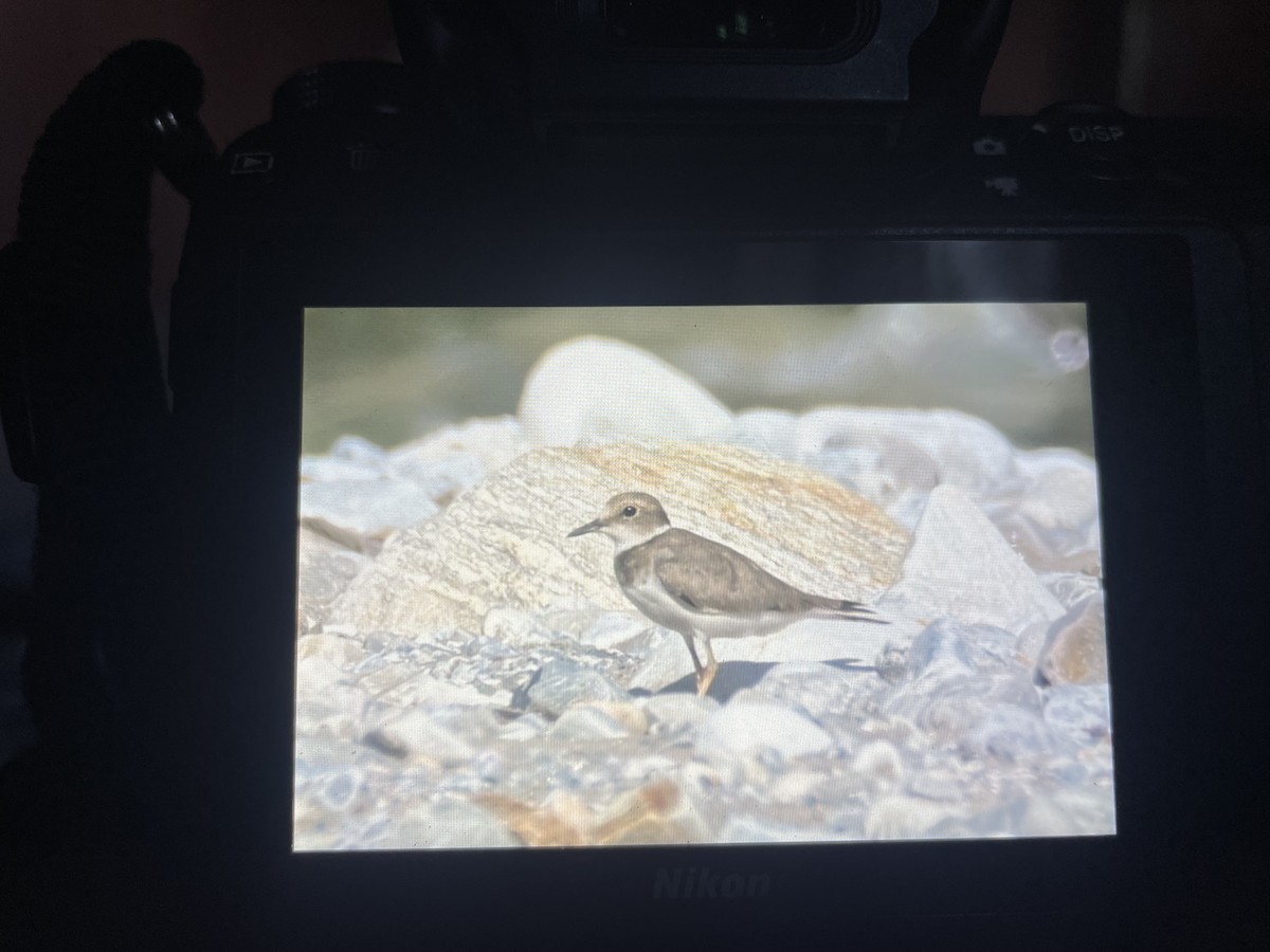 Long-billed Plover - ML638658451