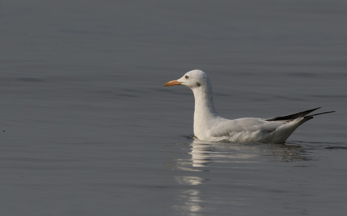Slender-billed Gull - ML638658460